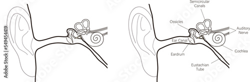 ear anatomy vector illustration, simple black line