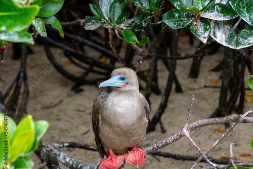 A red-footed booby (sula sula) perched on a tree branch. Known for its colourful beak and red feet, it is located on the island of Isla Genovesa in the Galapagos archipelago, Ecuador.