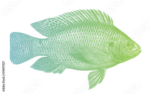 Nile tilapia oreochromis niloticus, tropical freshwater fish in side view