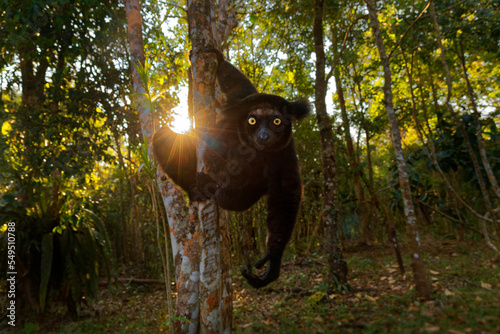 Indri indri - Babakoto the largest lemur of Madagascar has a black and white coat, climbing or clinging, moving through the canopy, herbivorous, feeding on leaves and seeds, fruits and flowers