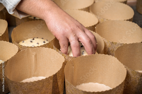 Artisan italian baker putting panettone christmas cake dough into molds. High quality photography.