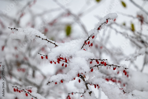 Snow covered branches with red berries