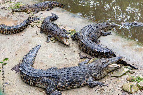 Resting crocodiles with opened mouth full of tooths. Crocodiles resting at crocodile farm. Cultivation of crocodiles. 