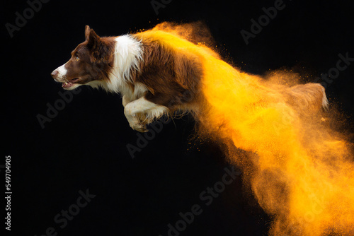 Border Collie Holi Powder Dog Photography
