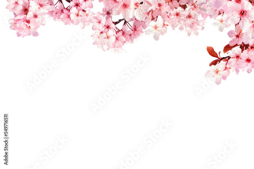 Decoration light pink cherry blossom flowers frame with white background 