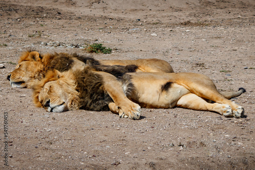leones dormidos
