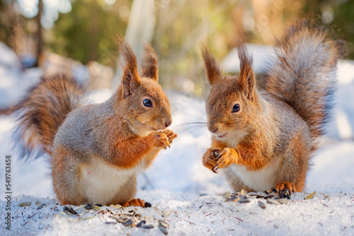 two squirrels eat seeds in winter forest, squirrel family