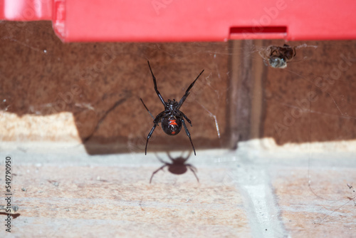 A black widow waiting for her prey in her spider web