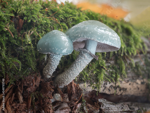 Zwei blaue Grünspan-Träuschlinge (Stropharia aeruginosa) wachsen nebeneinander im Moos auf einen alten Stück Holz.