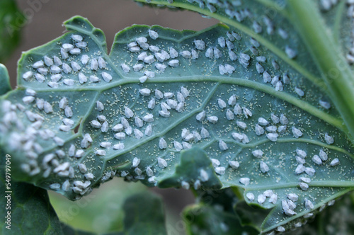  Butterfly whitefly (Aleyrodes proletella) on the plant