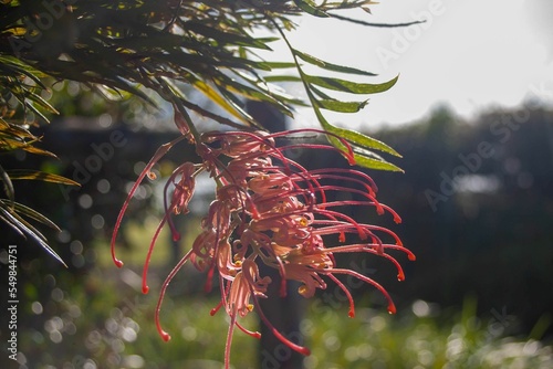 Closeup of Grevillea 'Robyn Gordon' flower