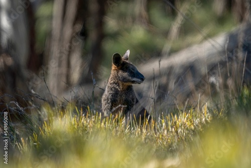 Swamp wallaby in the forest.