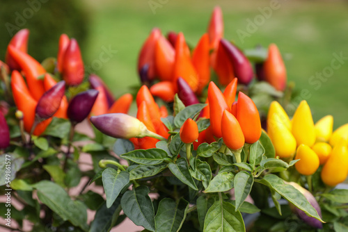 Capsicum Annuum plants. Potted rainbow multicolor chili peppers outdoors against blurred background, closeup