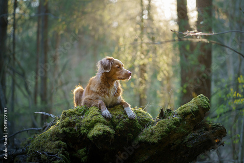 the dog lies on a stump. nova scotia duck tolling retriever in forest 