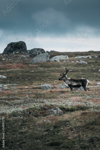 Vertical shot of wild reindeer in Jotunheimen, Norway