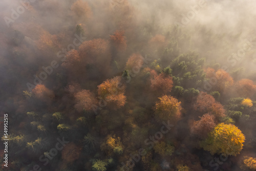 Autumn aerial view of the colorful forest