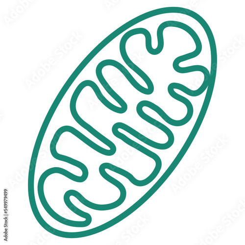 Simple outline modern turquoise schematic Mitochondria icon. Minimal vector pictogram with thin lines isolated on transparent background