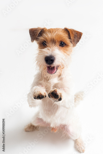 white and red parson terrier playing sit stay in white studio isolated