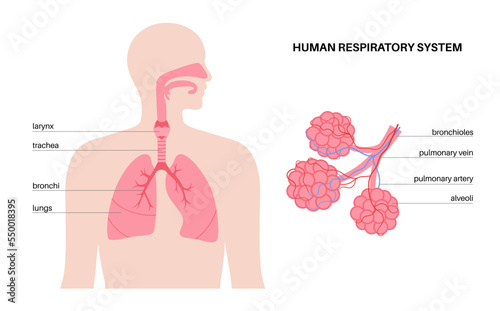 human respiratory system