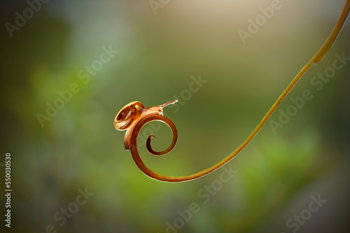 Snail on a leaf in tropical garden 