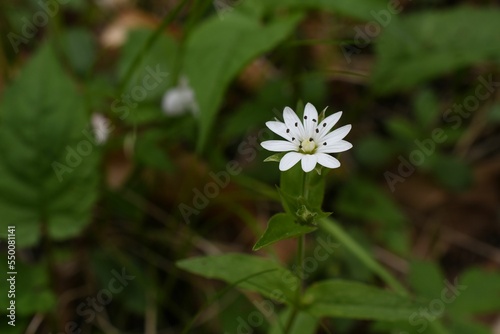 Closeup of a small white false starwort (Pseudostellaria heterophylla) flower