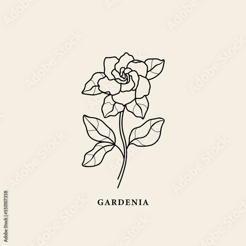 Line art gardenia flower branch illustration