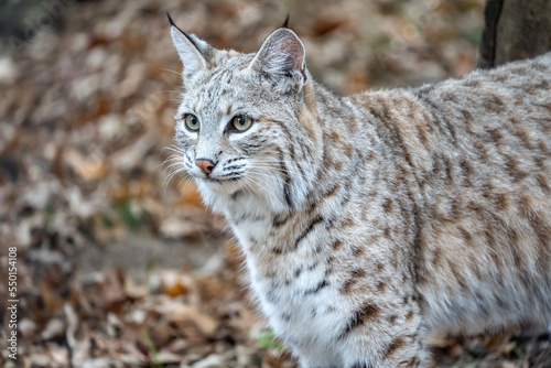 Close-up of (North American bobcat (lynx rufus) standing against autumn woodland background.