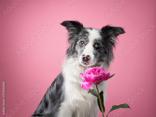 Marble Border Collie with flowers. Cute dog on a pink background in studio