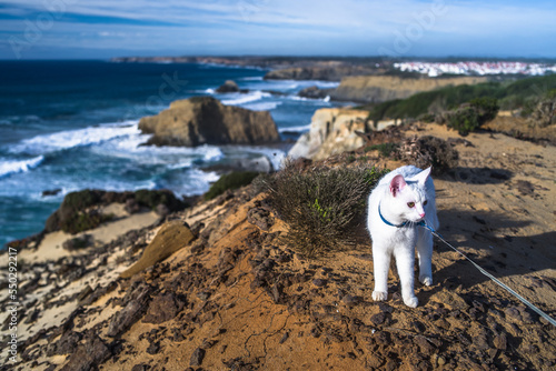 White young cat on a leash on the rocky west coast of Portugal. the cat is lying, sitting on the sand on the cliff. grass and plants. A walk with a cat. sunny day