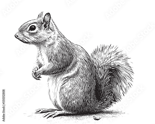 Squirrel sitting sketch hand drawn engraved style Vector illustration.