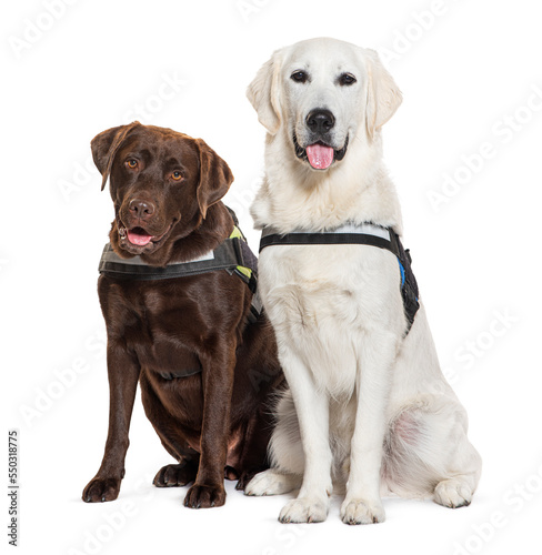 Labrador and Golden Retriever sitting together, both wearing an harness, isolated on white