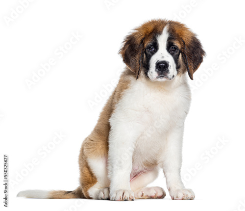 sitting Three months old Puppy Saint Bernard looking at the camera, isolated on white