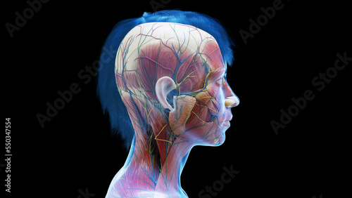 3d rendered medical illustration of a woman's head and neck muscles