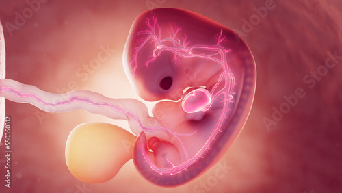 3d rendered medical illustration of cardiovascular system of 7 week old embryo