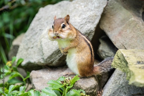 Closeup of a Chipmunk, Tamias with full cheeks standing on a rock