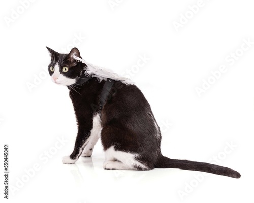 nice black and white cat with angel wings