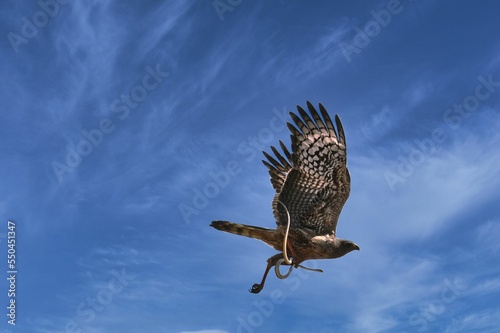 African marsh harrier, wetland harrier flying high in the blue sky with its wings wide open