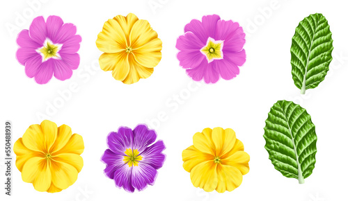 drawing flowers of yellow and purple primrose and green leaves isolated at white background , hand drawn botanical illustration