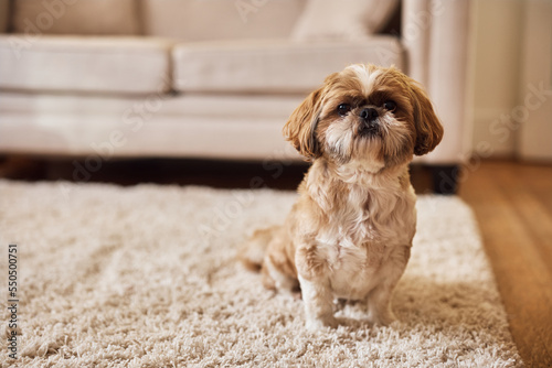 Shih Tzu dog sitting on carpet at home and looking at camera.