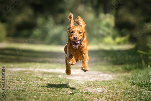 Working cocker spaniel puppy running in a forest