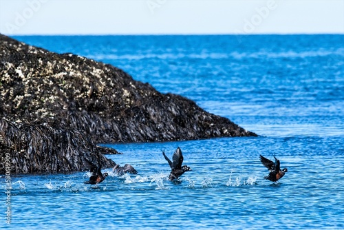 Flüchtende Harlekin Enten im Meer- Alaska