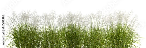 Green grass field meadow cut out backgrounds transparent 3d rendering png file