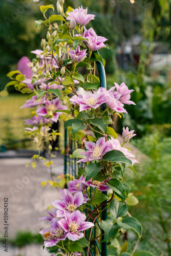 Clematis Hybrid Hagley. Flowers of perennial clematis vines in the garden. Beautiful clematis flowers near the house. Clematis climb into the garden near the house