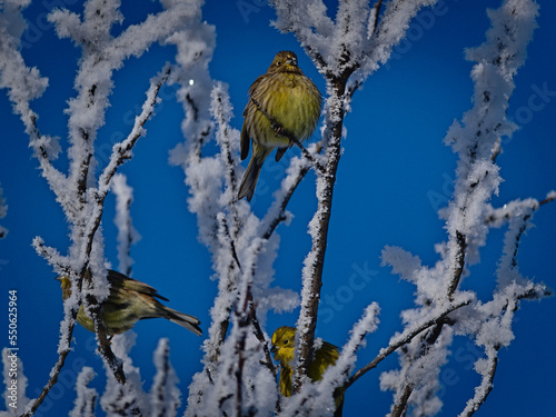 Buntings on a frosty winter day.