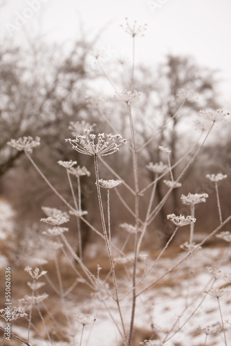 frost on the plant