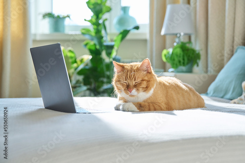 Pet ginger cat lying at home on bed with laptop