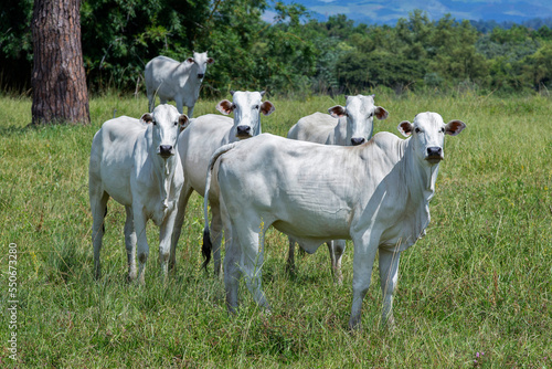 Nellore cattle steers on green pasture on countryside. Brazil