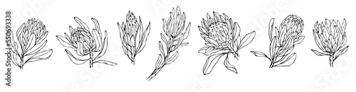 Set of sketches of protea flowers and buds.Vector graphics