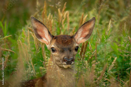 Młody Jeleń - Young Deer