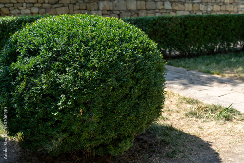 Deciduous bush of privet trimmed in shape of sphere Privet hedge beautiful round bush at city park.